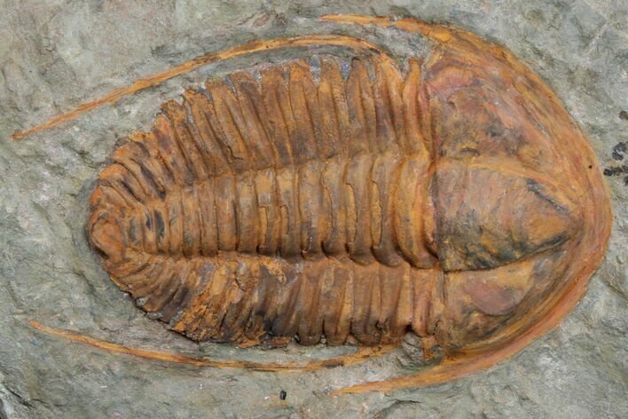 Bargain, Hamatolenus vincenti Trilobite - Tinjdad, Morocco #173245